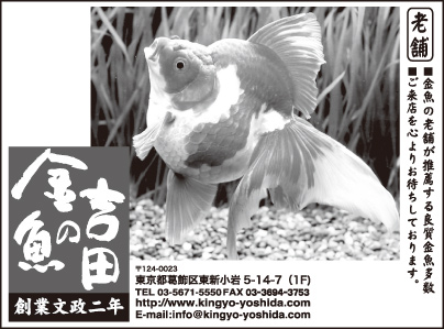 金魚の吉田